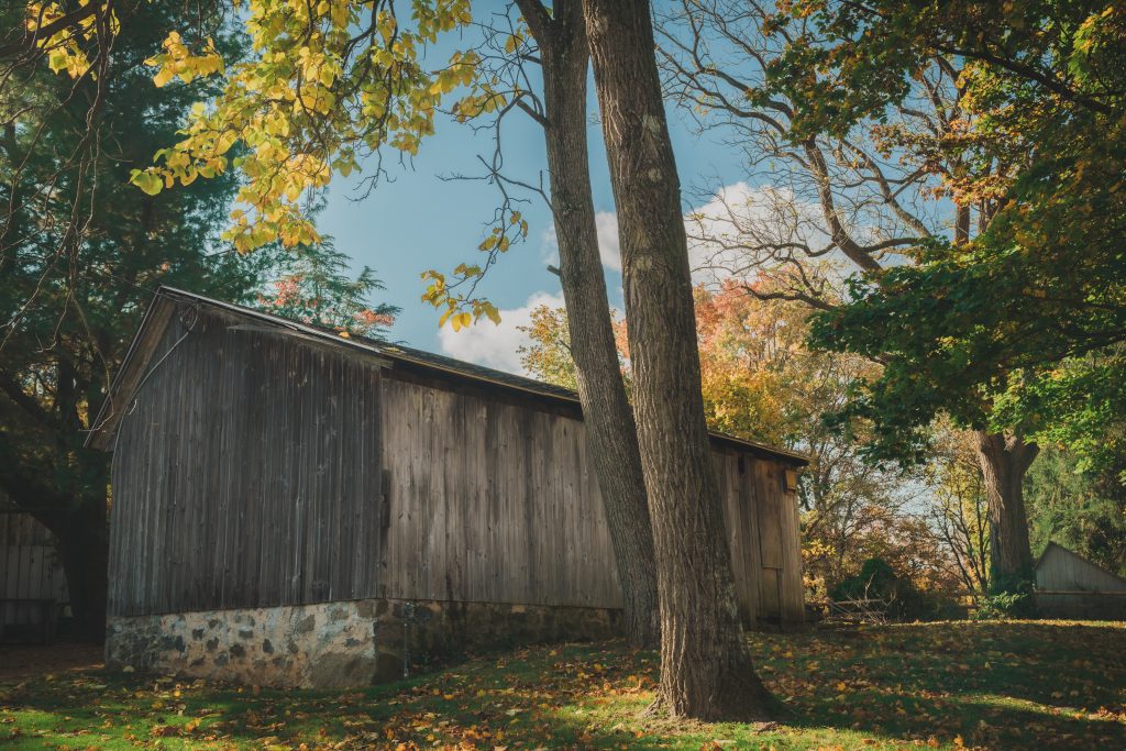 Trees and shed on a leasehold in autumn